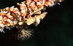 Raja Ampat 2016 - Xenocarcinus tuberculatus - Wire coral crab - Araignee tuberculee -IMG_5011_rc